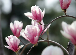 Biało-różowe, Magnolie, Kwiaty