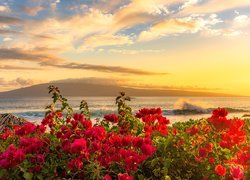 Rozświetlone słońcem kwiaty na wybrzeżu wyspy Maui