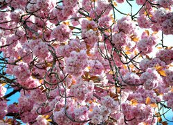 Rozświetlone słońcem kwiaty wiśni japońskiej na gałązkach