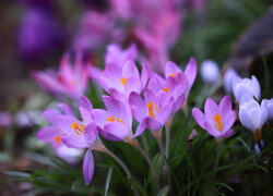 Rozświetlone słońcem kwitnące fioletowe krokusy