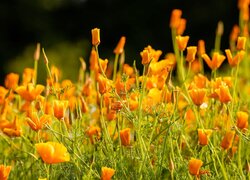 Eschscholzia californica, Pozłotki, Maczki kalifornijskie, Kwiaty, Pomarańczowe