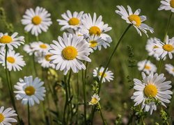 Rozświetlone słońcem margerytki