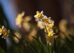 Rozświetlone słońcem narcyzy