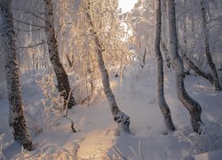 Rozświetlone słońcem ośnieżone brzozy w lesie