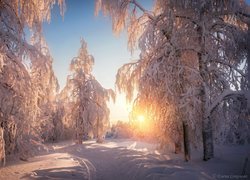 Zima, Drzewa, Ośnieżone, Promienie słońca, Ścieżka