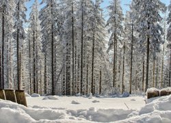 Rozświetlone słońcem ośnieżone drzewa w głębokim śniegu