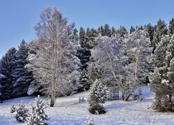 Rozświetlone słońcem ośnieżone drzewa w śniegu na skraju lasu