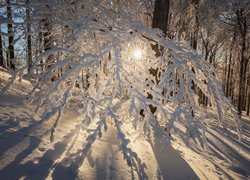 Rozświetlone słońcem ośnieżone gałęzie drzew i śnieg w lesie