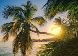 Rozświetlone słońcem palmy na Dominikanie