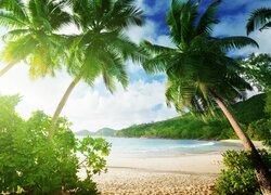 Rozświetlone słońcem palmy pochylone nad plażą w tropikach