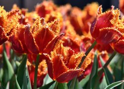 Tulipany strzępiaste, Kwitnienie, Liście