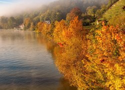 Jesień, Drzewa, Domy, Rzeka Neckar, Mgła, Niemcy