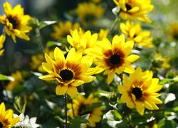 Rozświetlone słońcem żółte kwiaty