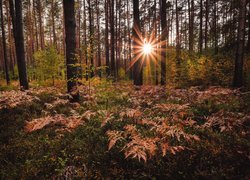 Rozświetlone słońcem zrudziałe paprocie w lesie