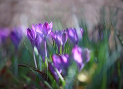 Rozświetlone słonecznym blaskiem fioletowe krokusy w trawie