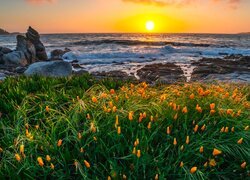 Rozświetlone słonecznym blaskiem kwiaty nad zatoką Carmel w Kalifornii