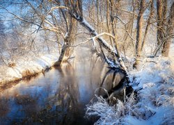 Rozświetlone słonecznym blaskiem ośnieżone drzewa i trawa nad rzeką