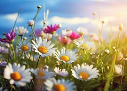 Rozświetlone słonecznym blaskiem wiosenne kwiaty na łące