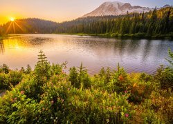 Promienie słońca, Stratowulkan Mount Rainier, Jezioro, Łąka, Kwiaty, Drzewa, Park Narodowy Mount Rainier, Waszyngton, Stany Zjednoczone