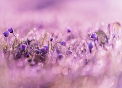 Stokrotki, Rozmycie, Bokeh