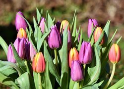 Rozświetlone tulipany