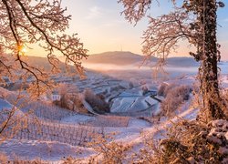 Rozświetlone winnice na wzgórzach w Kaiserstuhl zimową porą