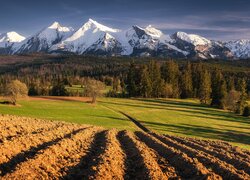 Góry, Tatry, Las, Drzewa, Pole, Polska