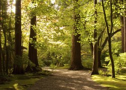 Park, Zielone, Drzewa, Droga, Światło, Słoneczne