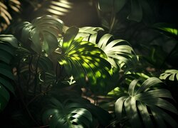 Liście, Monstera, Światło