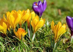 Rozświetlone żółte i fioletowe krokusy w trawie