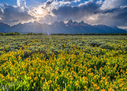 Rozświetlone żółte kwiaty na łące i chmury nad górami Grand Teton