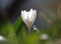 Biały, Rozświetlony, Krokus, Kwiat