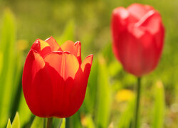 Rozświetlony czerwony tulipan