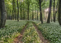 Drzewa, Las, Ścieżka, Poranek, Promienie słońca, Czosnek niedźwiedzi