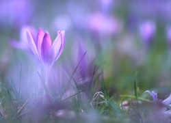 Fioletowy, Krokus, Trawa