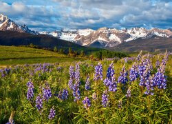 Stany Zjednoczone, Kolorado, San Juan Mountains, Mount Sneffels, Góry, Łąka, Kwiaty, Łubin, Drzewa, Zieleń, Chmury