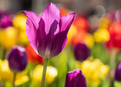 Rozświetlony fioletowy tulipan