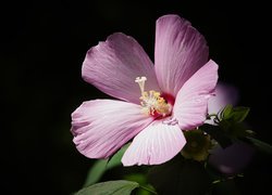 Rozświetlony hibiskus