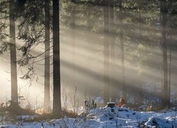 Rozświetlony i ośnieżony las