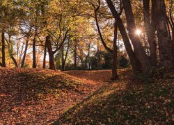 Rozświetlony jesienny las z opadłymi liśćmi na ścieżce