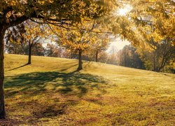 Jesień, Park, Drzewa, Słońce