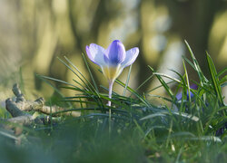 Kwiaty, Krokus, Trawa