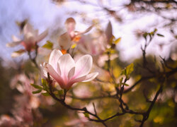 Rozświetlony kwiat magnolii na gałązce