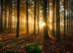 Rozświetlony las słońcem