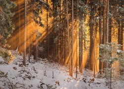 Rozświetlony las w zimie