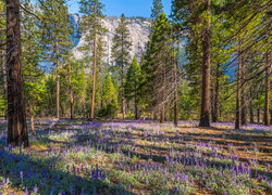 Góry, Las, Drzewa, Kwiaty, Łubin, Park Narodowy Yosemite, Kalifornia, Stany Zjednoczone
