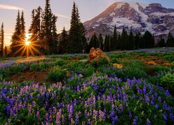 Góra, Drzewa, Świerki, Łąka, Kwiaty, Łubin, Park Narodowy Mount Rainier, Stan Waszyngton, Stany Zjednoczone