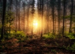 Rozświetlony porannym słońcem las