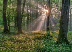 Las, Drzewa, Poranek, Promienie słońca, Czosnek niedźwiedzi