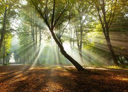 Rozświetlony promieniami słońca jesienny park